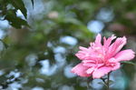 木槿