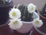仙人球花