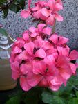 圆绣球花