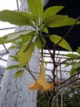 黄花