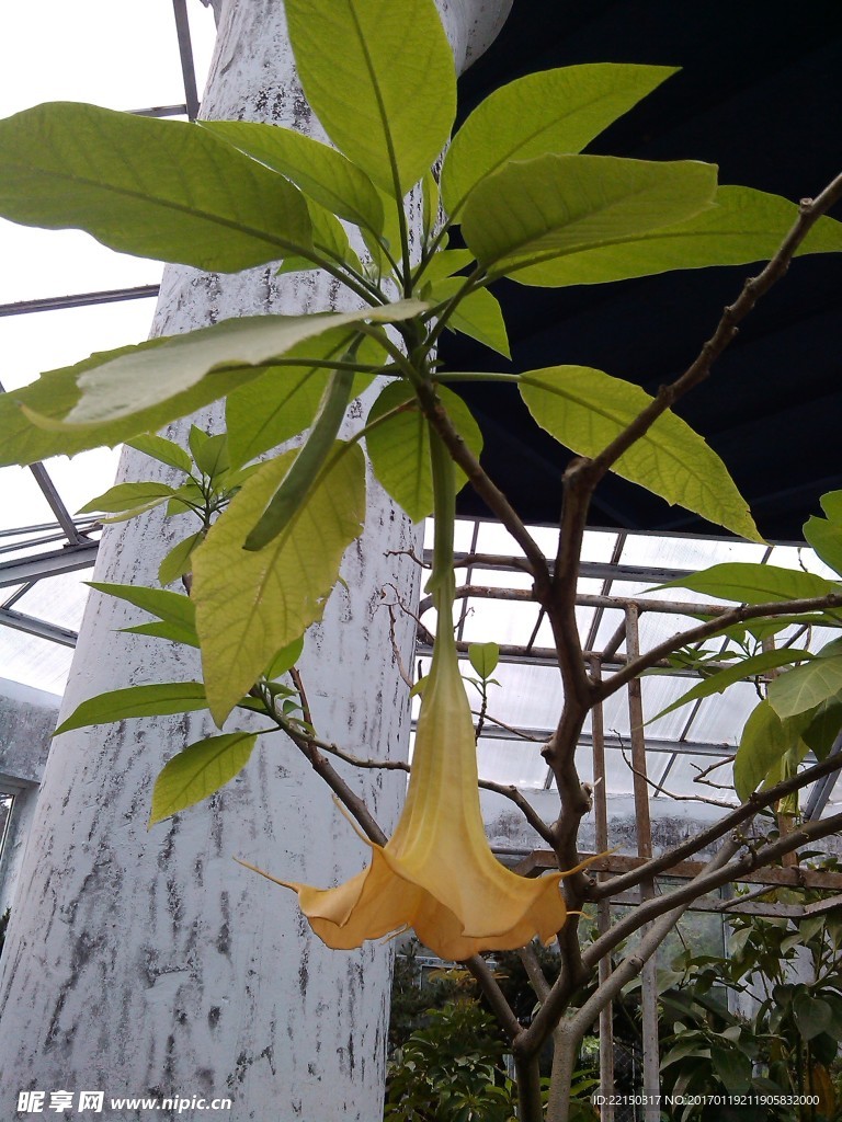 黄花