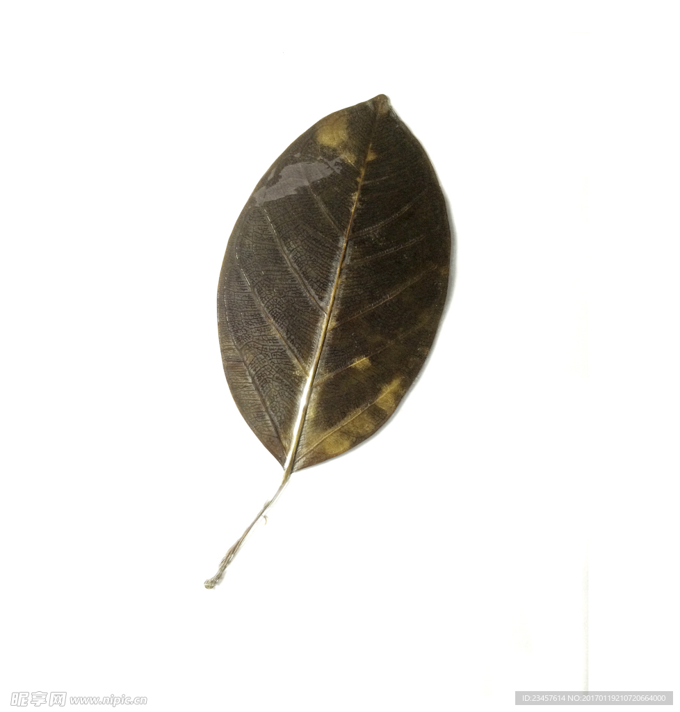 高山榕植物标本