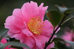 花卉