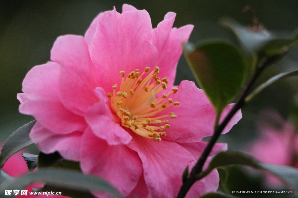 花卉
