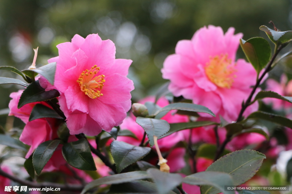花
