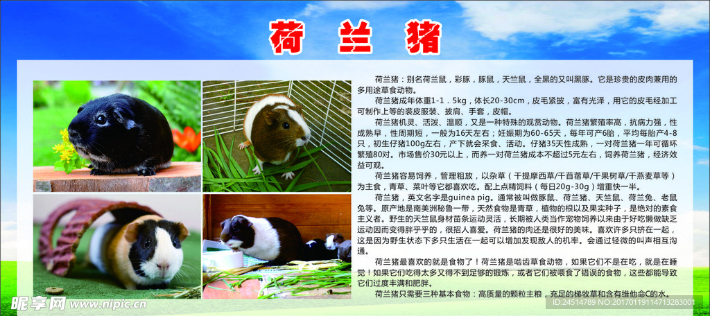 荷兰猪