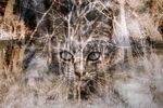 猫咪合成图