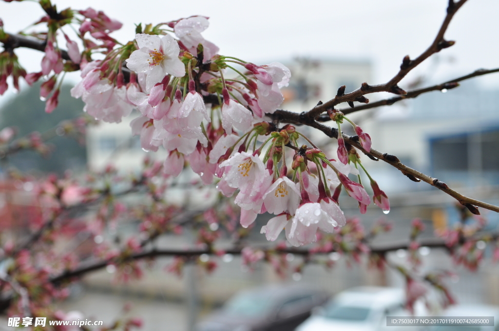 雨中樱花