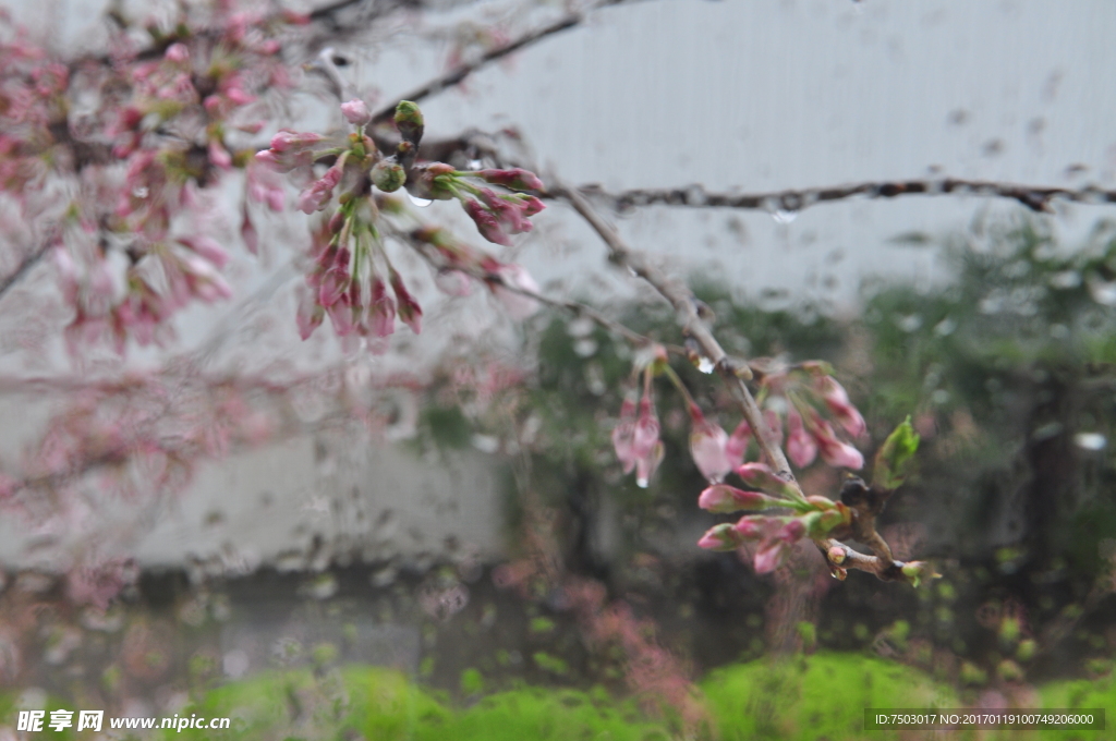 雨中樱花