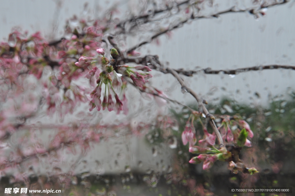 雨中樱花