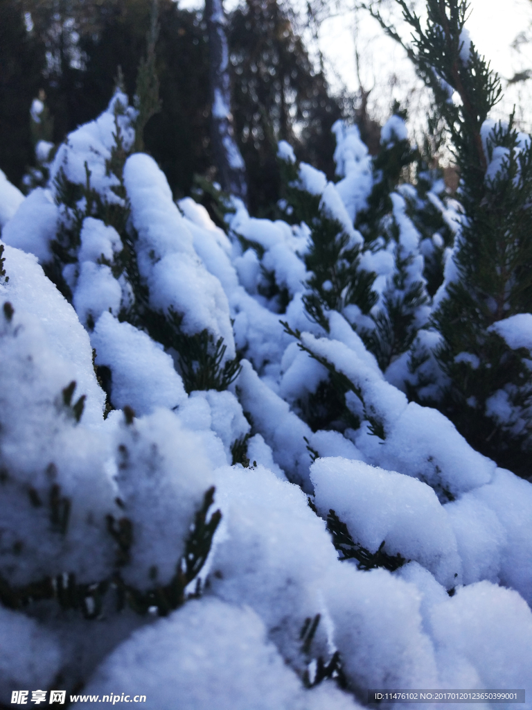 雪景