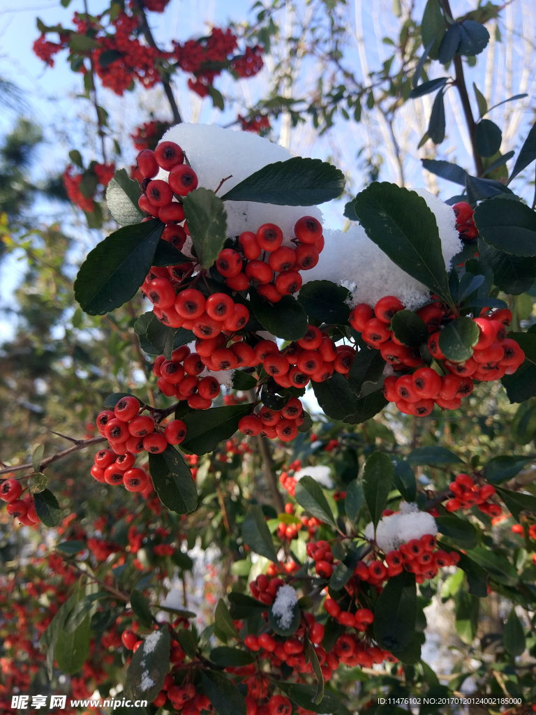 雪里红