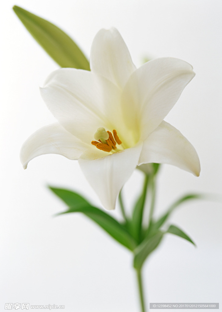 百合