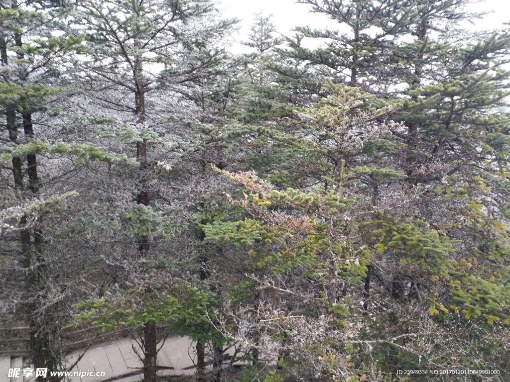 树林