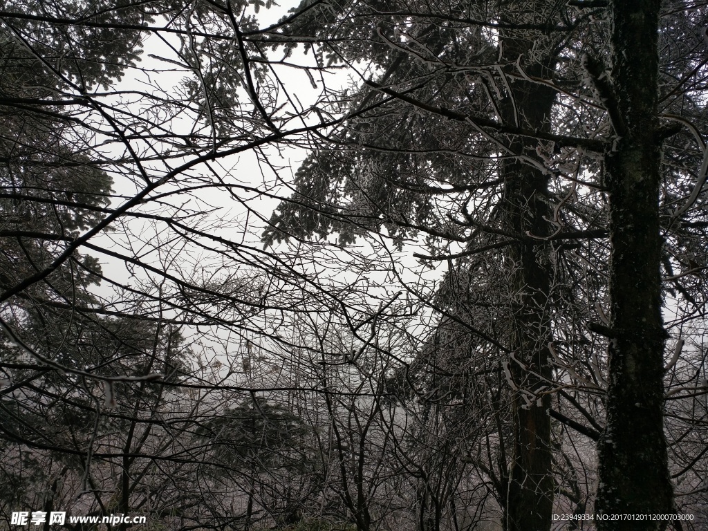 树木