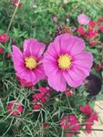 苟药花