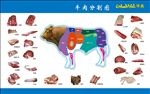 牛肉分割图