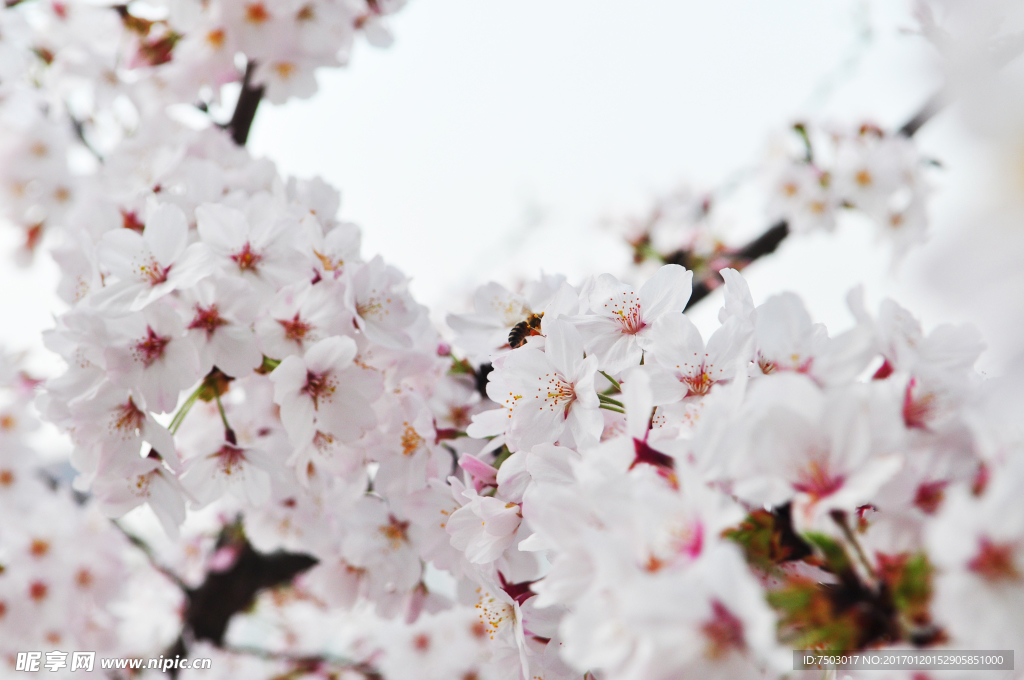 樱花