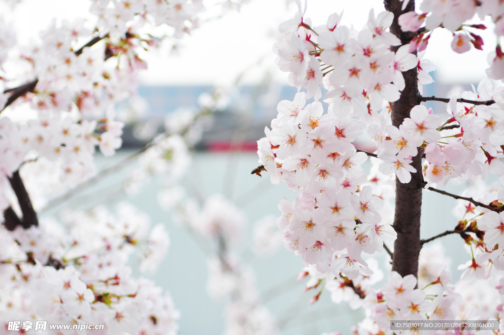 蜜蜂戏樱花