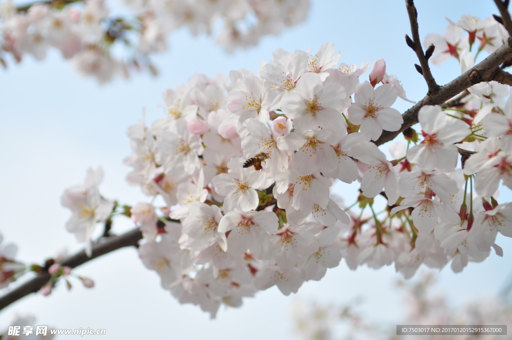 蜜蜂戏樱花