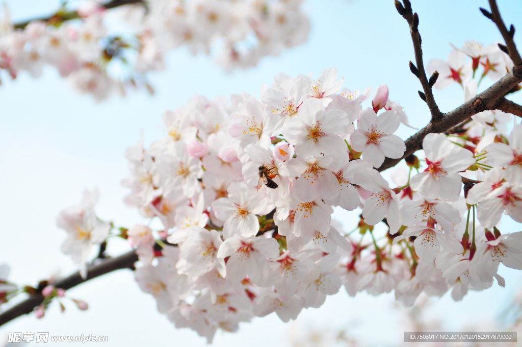 蜜蜂与樱花