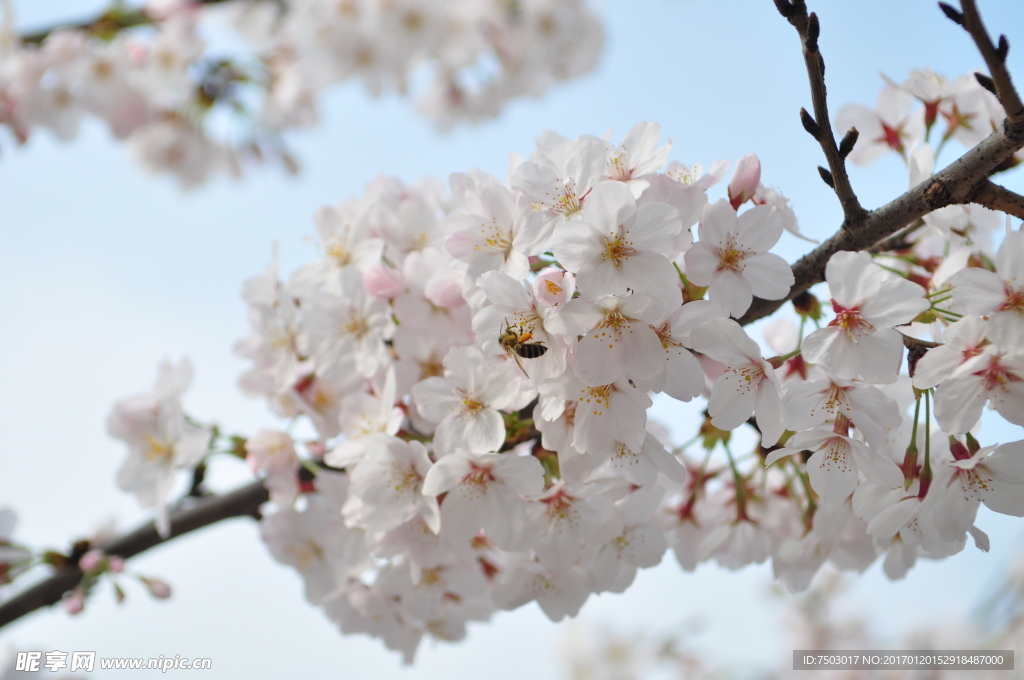 蜜蜂戏樱花