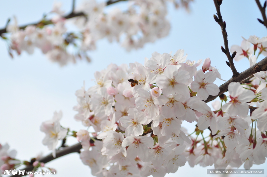 蜜蜂与樱花