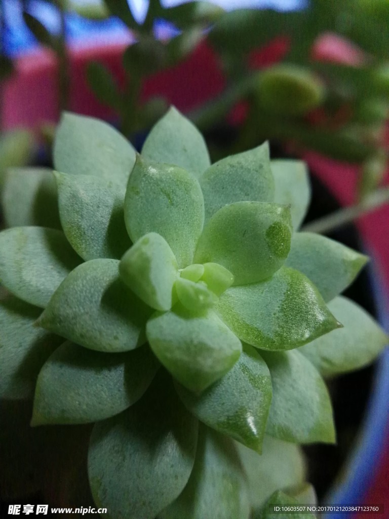 多肉