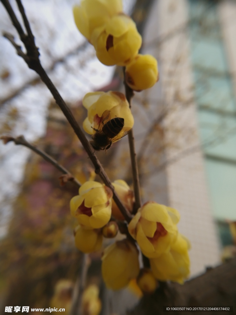 腊梅