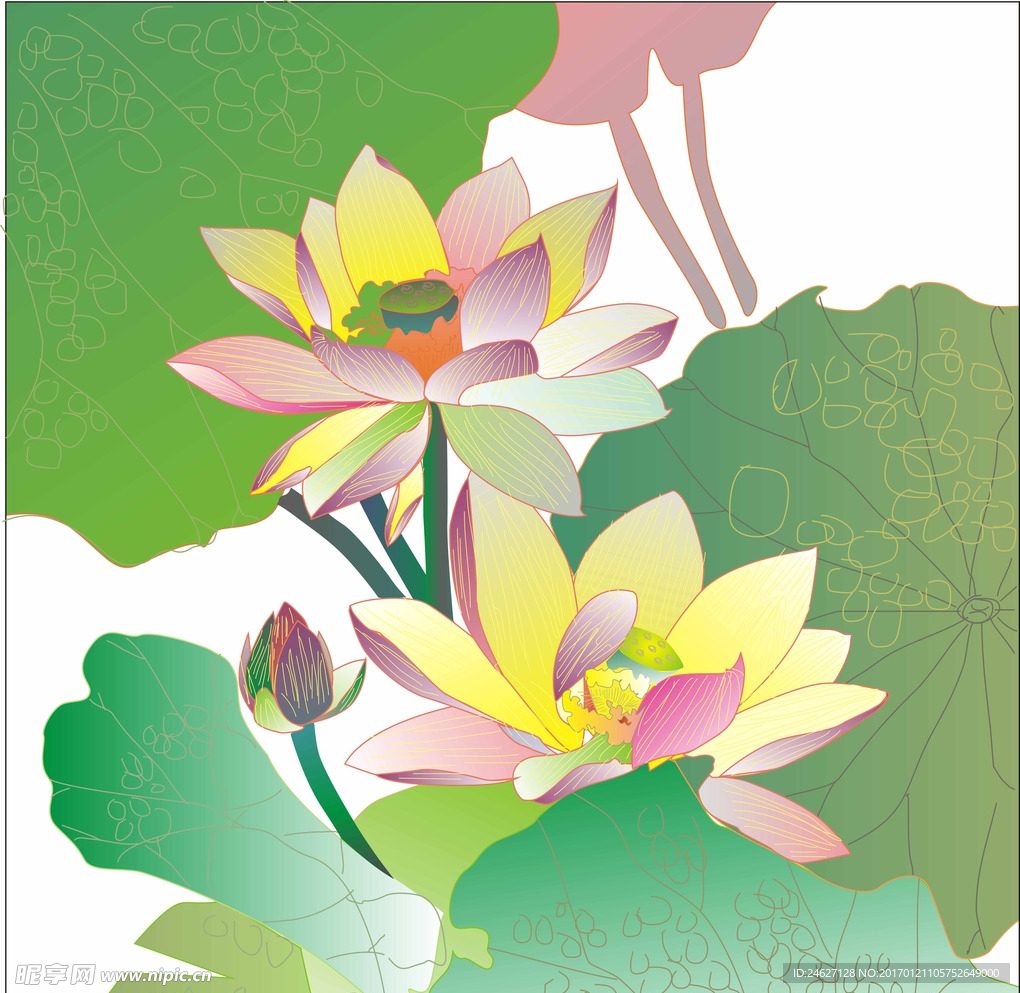荷花