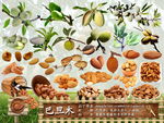 psd坚果普及系列