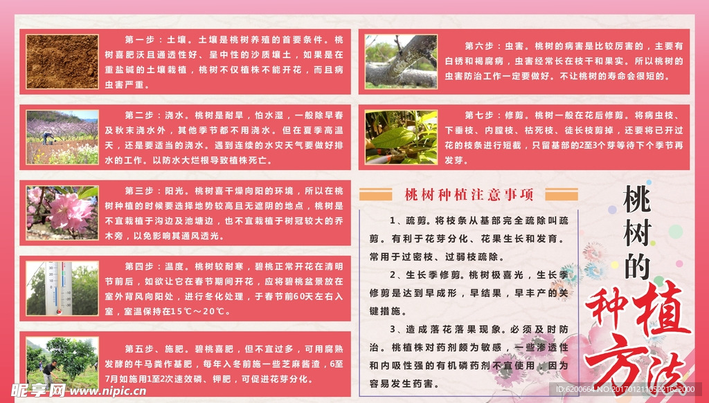 桃树的种植方法
