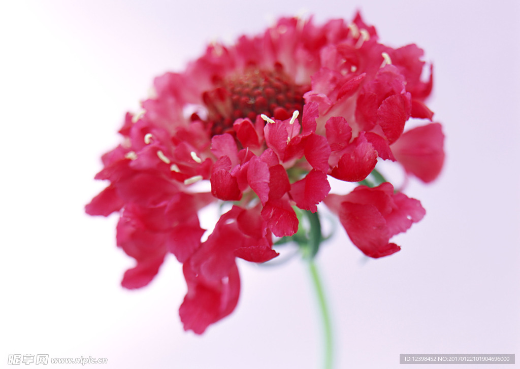红色鲜花