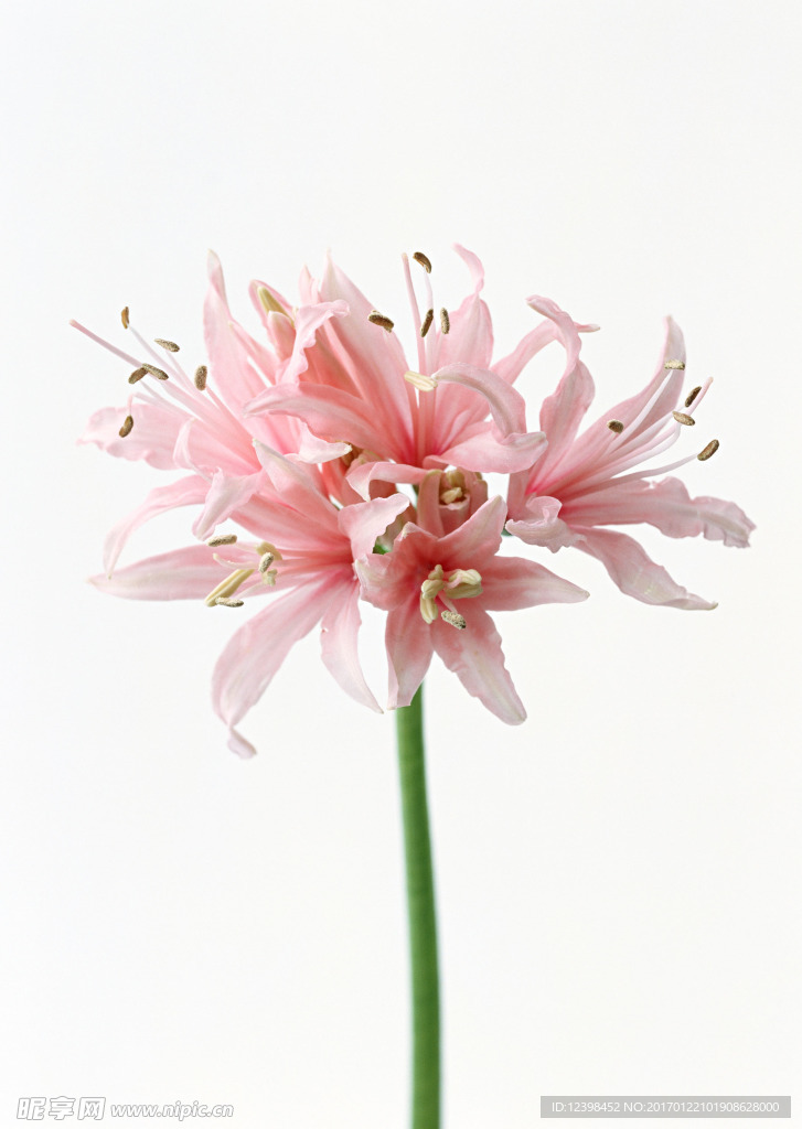 鲜花