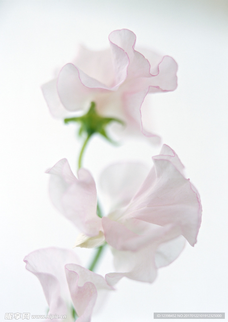 白色鲜花