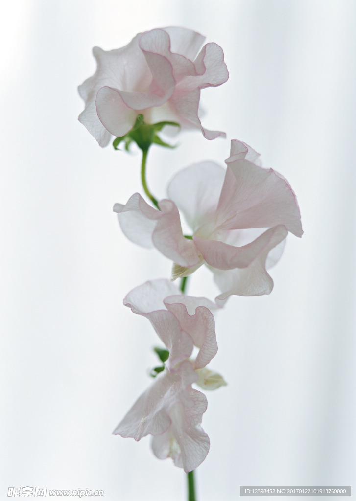 白色鲜花