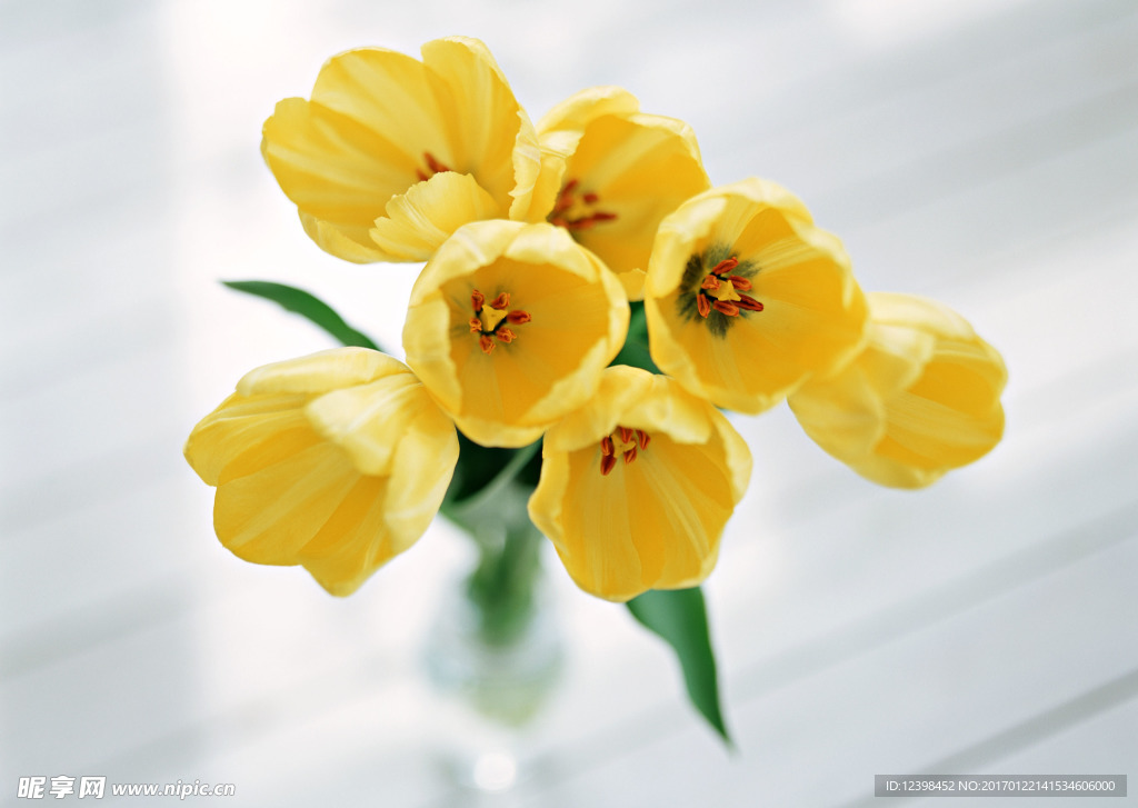 黄色鲜花