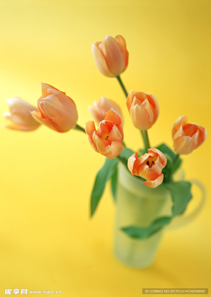 郁金香鲜花