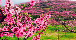春天桃花