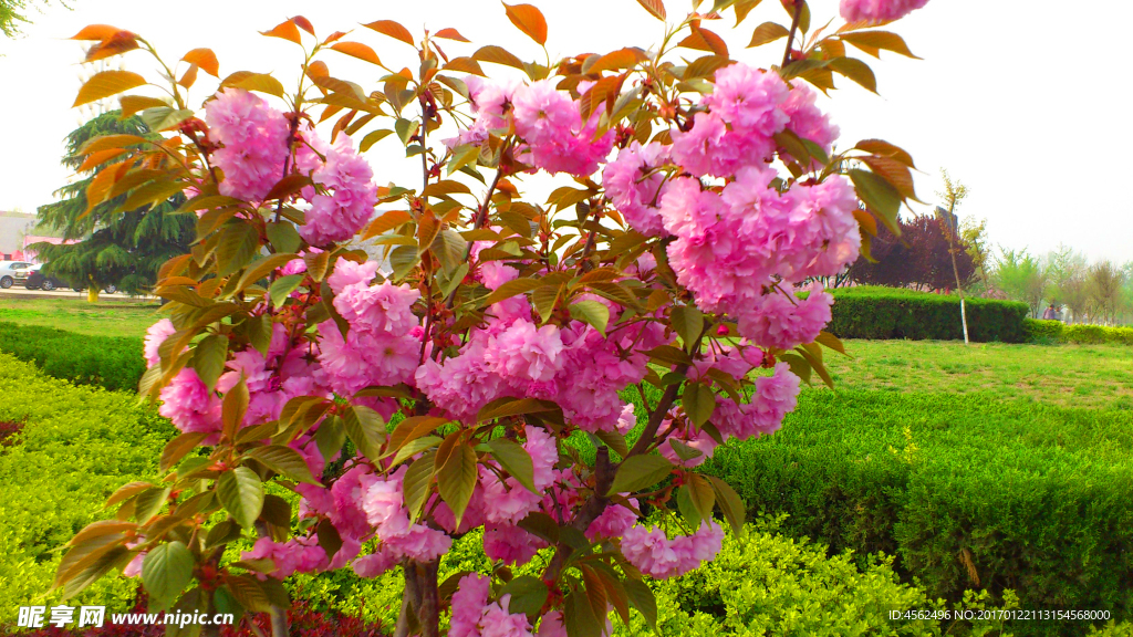 樱花