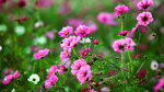 鲜花