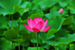 莲花