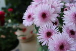 小雏菊