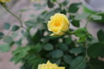 黄色玫瑰花