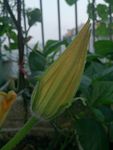 南瓜花