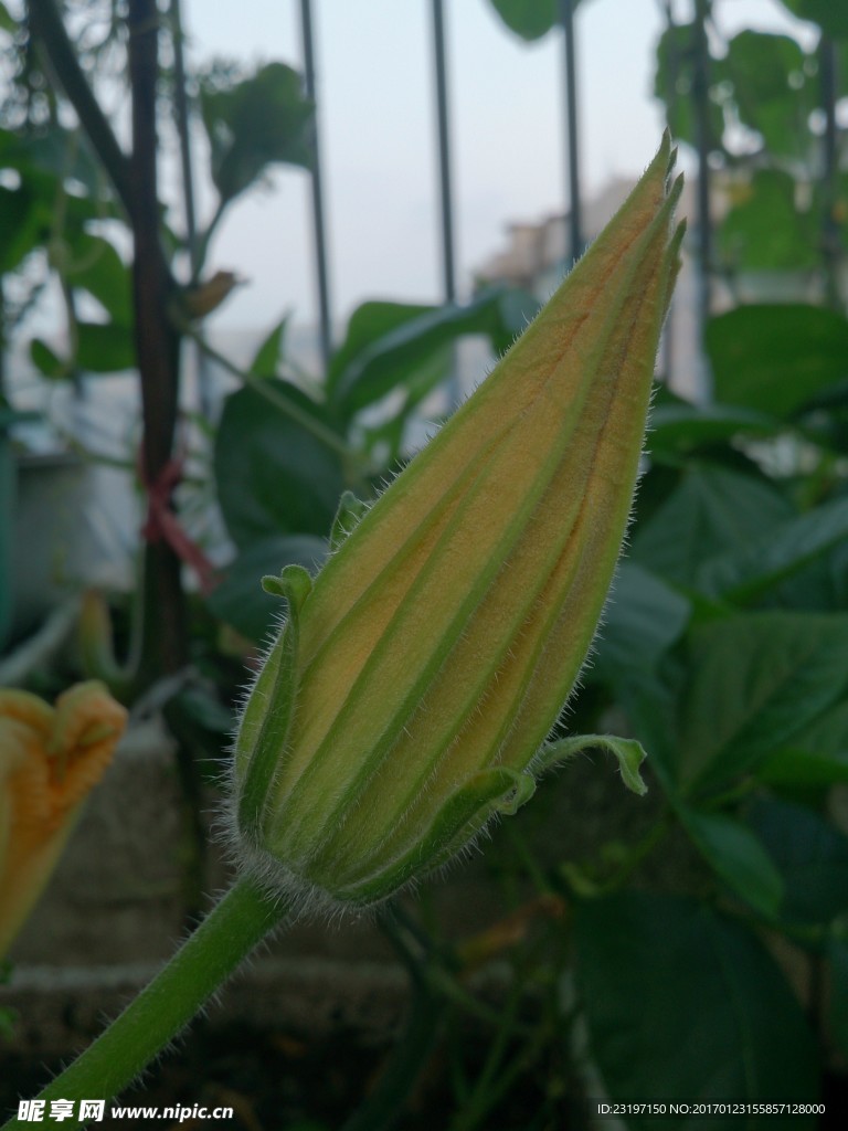 南瓜花