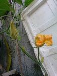 南瓜花