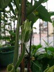 南瓜花