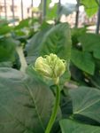 长豆角花