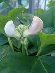 长豆角花